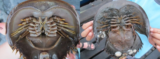 horseshoe crabs_male female