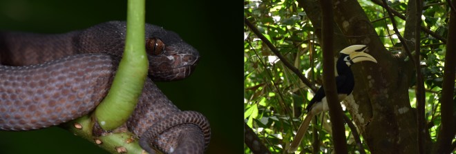 viper hornbill