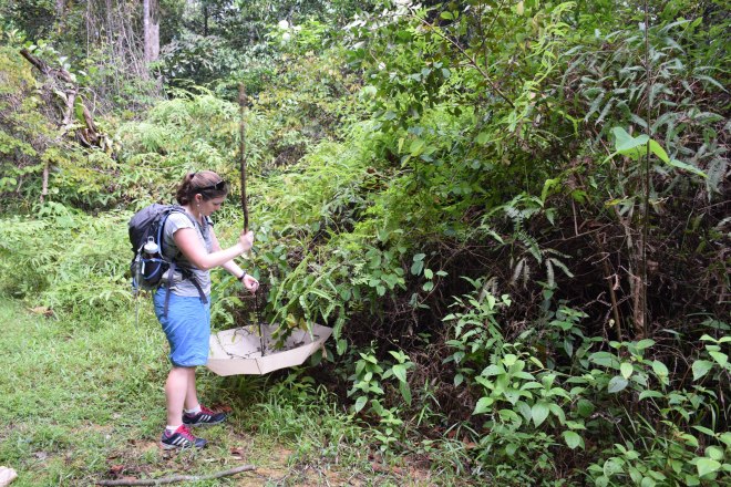 Searching for Orsima jumping spiders but finding other treasures instead