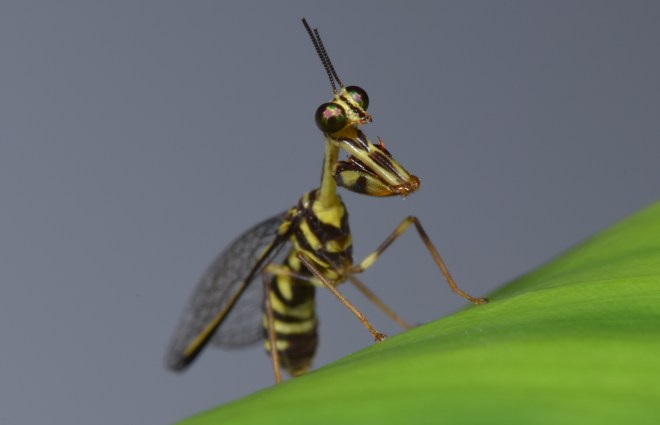 mantidfly2