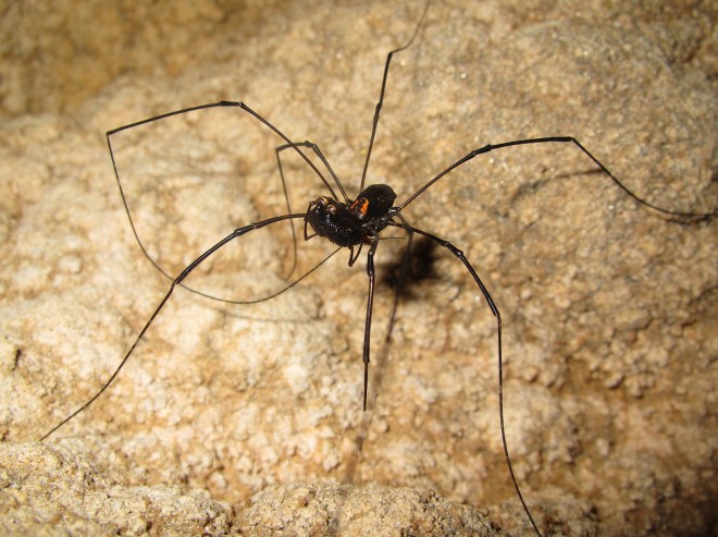 monoscutid cave harvestman