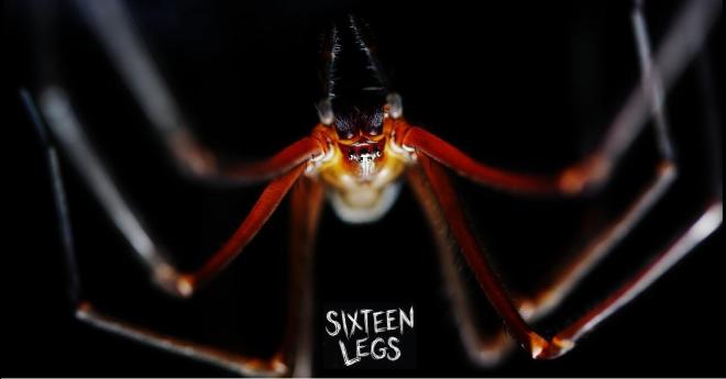 tasmaniancavespider2_joeshemesh_bookendtrust