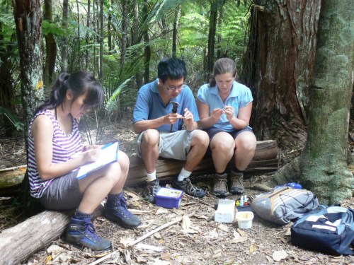 Working on inverts in the forest is fun! Here I am with my field assistants painting and measuring weevils.
