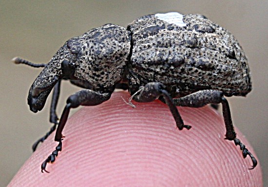 The Canterbury knobbled weevil, rediscovered in 2004.