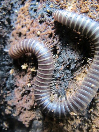 Ground dwelling inverts, like this millipede in Waitomo, are integral to healthy forest decomposition