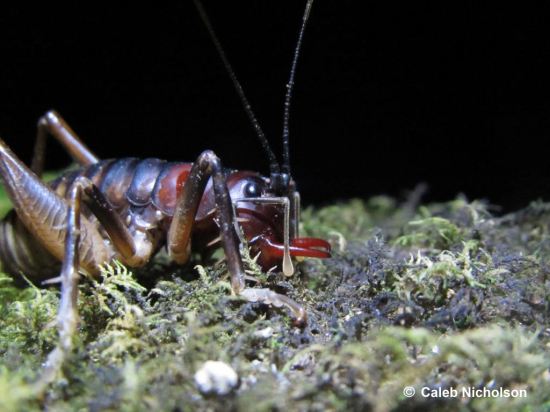 Not a Mahoenui giant wētā, but a special weta nonetheless. This species is the Raukumara tusked weta was only discovered in 1995. This photo was taken in Wairata on a trip to find harvestmen in 2013