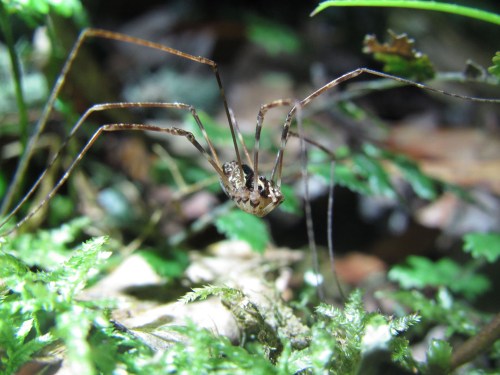 A female harvestmen with reduced chelicerae 