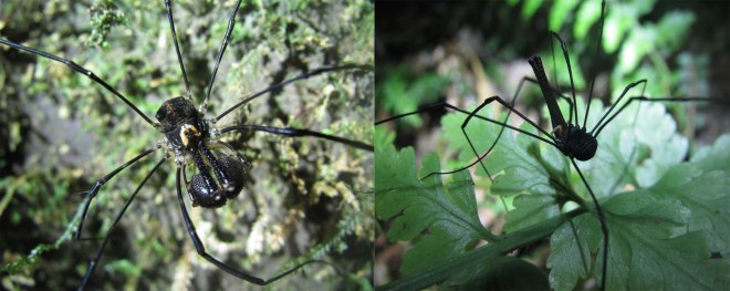 Two species of harvestmen from New Zealand highlighting the diversity in chelicerae form