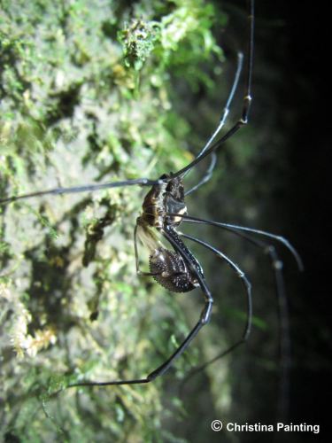 harvestmen2_sm