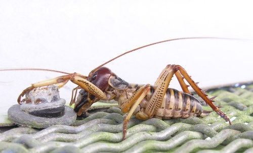 Male Wellington tree weta (Hemideina crassidens) like this one here have enlarged mandibles, but there are actually three different male morphs with varying degrees of mandible exaggeration. (Photo by: Tony Wills)