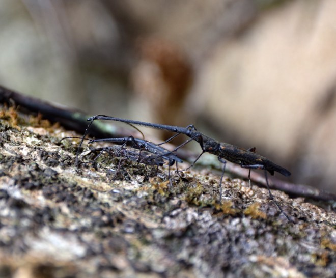Sneaky male with pair 2