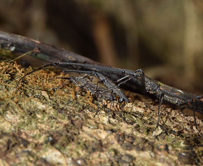 Sneaky male with pair