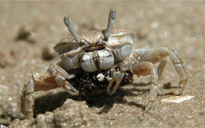 mjoebergi_ovig_female_Pat