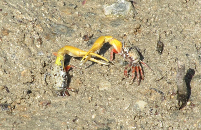 fiddler crabs – Invertebrate Behavioural Ecology Lab