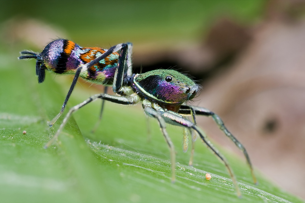 Orsima ichneumon