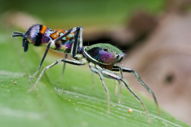 Stories about a colourful, ant-mimicking spider from South East&nbsp;Asia