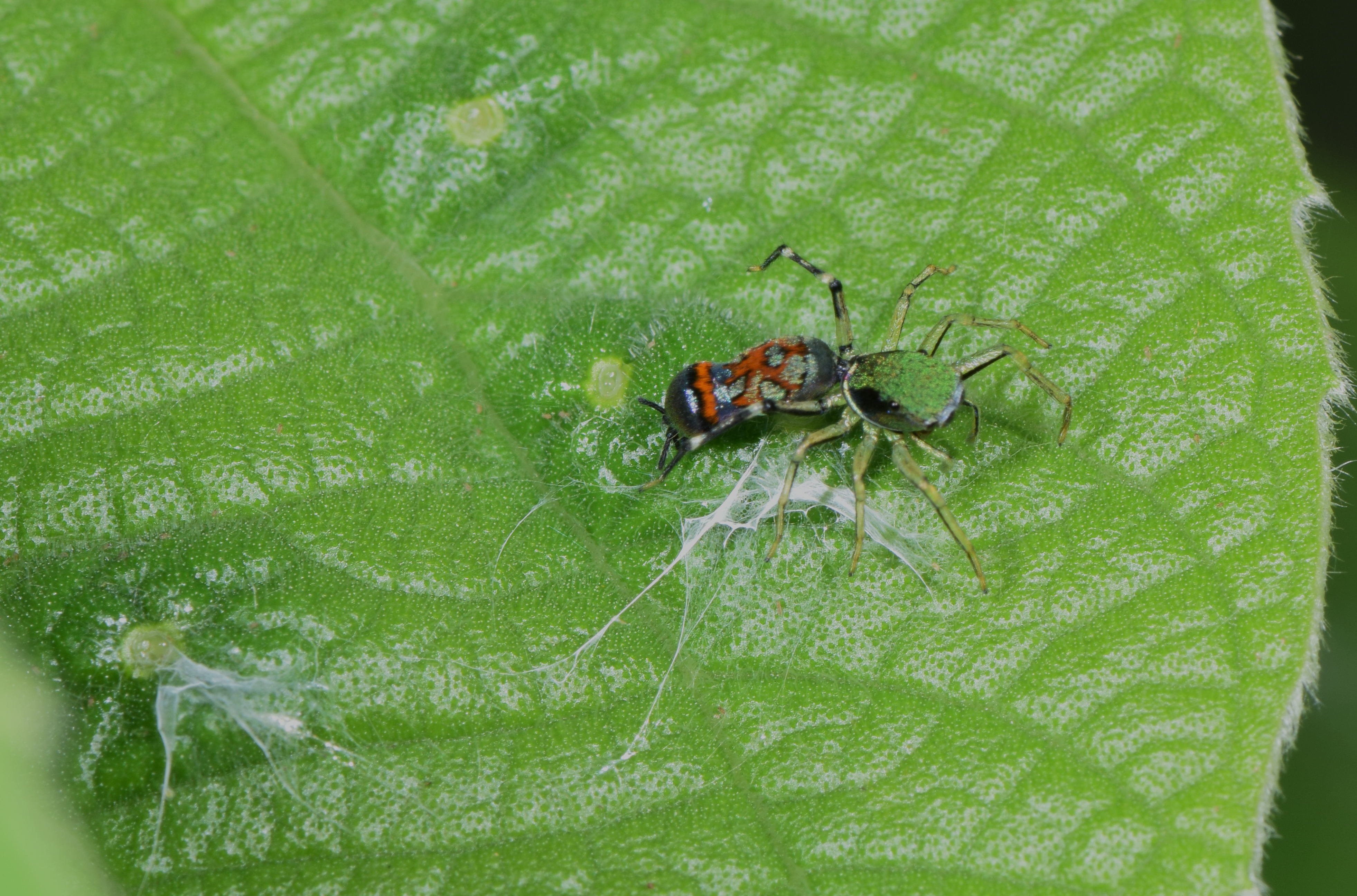 Orsima laying silk around nectary