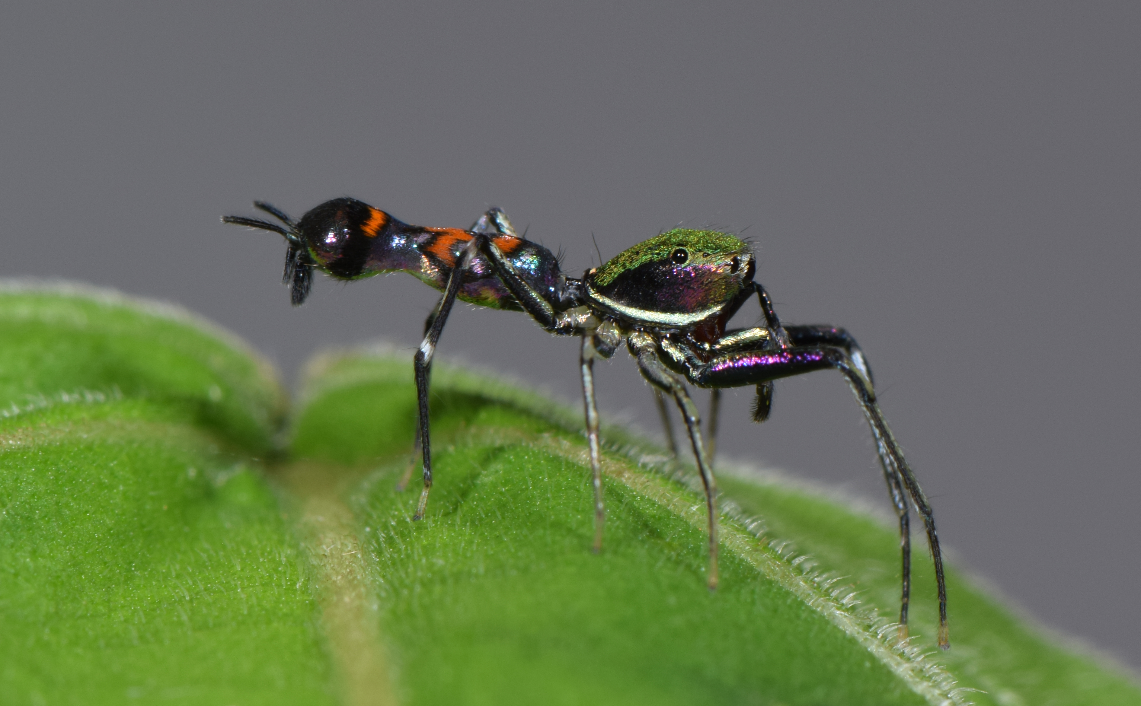 Orsima male_Sideview3