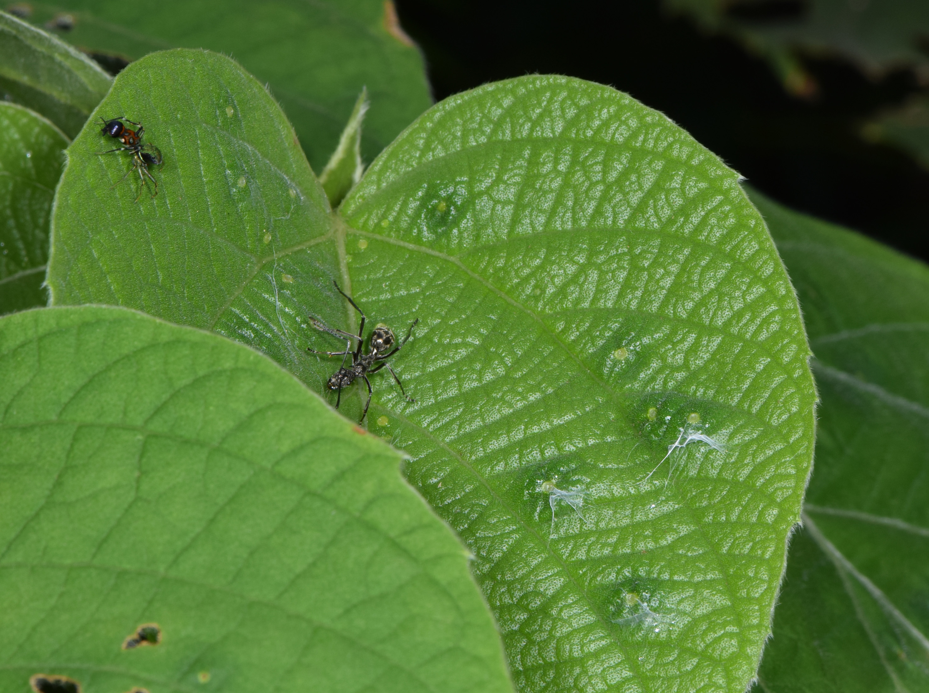 Orsima nectaries with silk and ant
