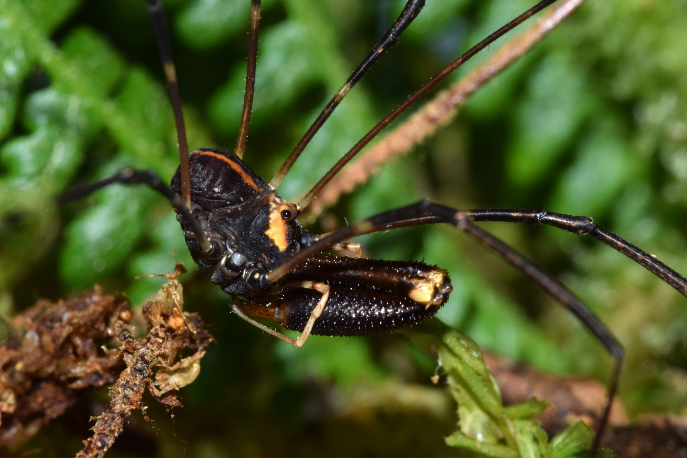 Research – Invertebrate Behavioural Ecology Lab