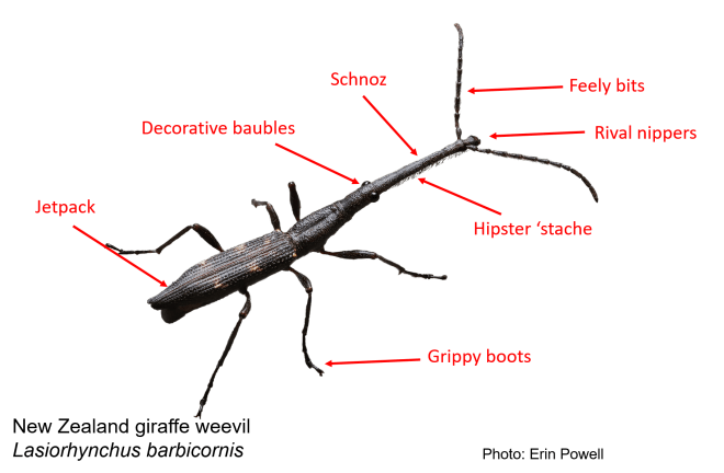 giraffeweevilunscienceanimal
